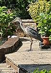 Click image for larger version

Name:	Heron 2.jpg
Views:	55
Size:	87.7 KB
ID:	13423