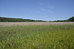 Click image for larger version

Name:	Meadows looking towards town.jpg
Views:	282
Size:	38.0 KB
ID:	15957