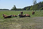 Click image for larger version

Name:	Cows in the meadow.jpg
Views:	295
Size:	54.2 KB
ID:	15963