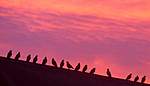 Click image for larger version

Name:	pigeon meet and greet.jpg
Views:	87
Size:	12.9 KB
ID:	16048