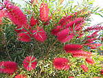 Click image for larger version

Name:	141022 005 Garden Bottle Brush.jpg
Views:	274
Size:	98.1 KB
ID:	10067