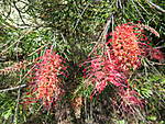 Click image for larger version

Name:	141016 005 Succulet and Grevillea Flowers.jpg
Views:	267
Size:	90.2 KB
ID:	10068