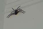 Click image for larger version

Name:	171126 005 Huntsman Spider.jpg
Views:	169
Size:	8.4 KB
ID:	11823