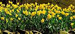 Click image for larger version

Name:	daffodils-1281788__340.jpg
Views:	86
Size:	70.5 KB
ID:	11500