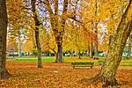 Click image for larger version

Name:	autumn-leaves.jpg
Views:	72
Size:	89.1 KB
ID:	4567