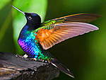 Click image for larger version

Name:	colorful-hummingbirds-wallpaper-6.jpg
Views:	71
Size:	47.1 KB
ID:	11860