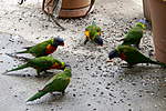 Click image for larger version

Name:	200920 008 Rainbow Lorikeets.jpg
Views:	118
Size:	63.9 KB
ID:	14232