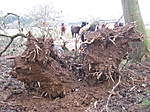 Click image for larger version

Name:	tree down 007.jpg
Views:	81
Size:	78.0 KB
ID:	1147