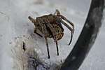 Click image for larger version

Name:	190323 003 Orb Weaver Spider.jpg
Views:	152
Size:	22.7 KB
ID:	9330