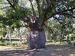 Click image for larger version

Name:	180513 033 The Biggest Bottle Tree Roma.jpg
Views:	90
Size:	87.6 KB
ID:	9384