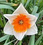 Click image for larger version

Name:	confused Daffodil.jpg
Views:	38
Size:	42.0 KB
ID:	15185