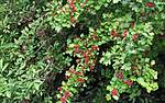 Click image for larger version

Name:	ELDERBERRY AND RED BERRIES.jpg
Views:	88
Size:	69.0 KB
ID:	7537