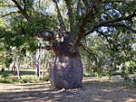 Click image for larger version

Name:	180513 033 The Biggest Bottle Tree Roma.jpg
Views:	96
Size:	87.6 KB
ID:	9384