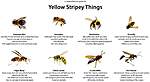 Click image for larger version

Name:	yellow-stripey-things.jpg
Views:	63
Size:	31.3 KB
ID:	10399