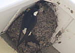 Click image for larger version

Name:	House martins - 13.jpg
Views:	198
Size:	36.9 KB
ID:	1260