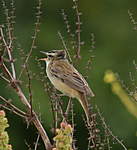 Click image for larger version

Name:	Sedge Warbler.jpg
Views:	57
Size:	46.6 KB
ID:	332