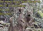 Click image for larger version

Name:	wentworth monster tree 6.jpg
Views:	66
Size:	69.9 KB
ID:	8224