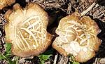 Click image for larger version

Name:	nature etched mushrooms.jpg
Views:	49
Size:	68.0 KB
ID:	9785