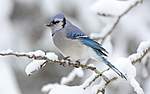 Click image for larger version

Name:	blue-jay-2560x1600-algonquin-provincial-park-canada-4219.jpg
Views:	45
Size:	21.2 KB
ID:	8523