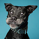 Click image for larger version

Name:	derpy-dog-portraits-by-kevin-sarasom-28-1.jpg
Views:	66
Size:	49.8 KB
ID:	15462