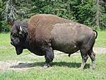 Click image for larger version

Name:	bison-2172392_640.jpg
Views:	69
Size:	69.1 KB
ID:	12213