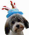 Click image for larger version

Name:	RORY 1ST BIRTHDAY.jpg
Views:	39
Size:	58.1 KB
ID:	10171