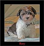 Click image for larger version

Name:	RORY aged 11wks %28Small%29.jpg
Views:	43
Size:	42.0 KB
ID:	10172