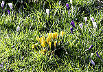 Click image for larger version

Name:	Crocuses [resized].jpg
Views:	50
Size:	31.5 KB
ID:	12181