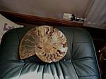 Click image for larger version

Name:	Ammonite.jpg
Views:	74
Size:	13.8 KB
ID:	10502