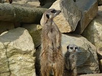 LovelyMeerkat's Profile Picture