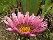 GAZANIA 4