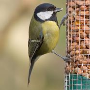 Great Tit