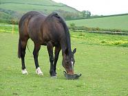 Big Al eating.