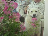 Ruud smelling the flowers