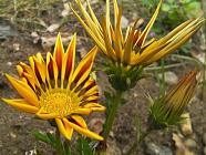 GAZANIA3