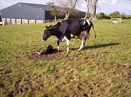 Newborn bull calf 21 May