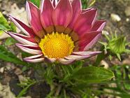 GAZANIA2