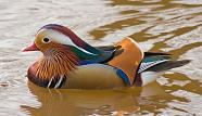 Mandarin Drake