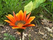 GAZANIA