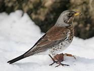 Fieldfare