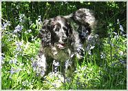 Poppy in the bluebells