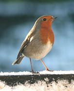 feathered friends