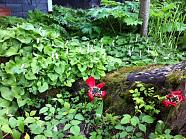 Forest Lilly or also called Common Plantain. This is taken right outside my office. I love it.. The red is a dying tulip I planted in the fall. I...