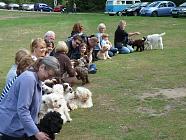 Cockerpoo Club at Clumber