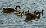 Greylag Family