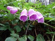 Foxglove (Digitalis)