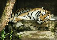 Lazy Tiger