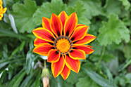 beautiful orange flower