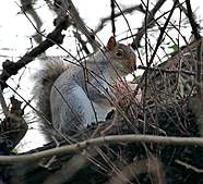 Squirrel (3)