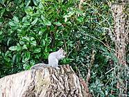 Squirrel 22.12.20 (4)